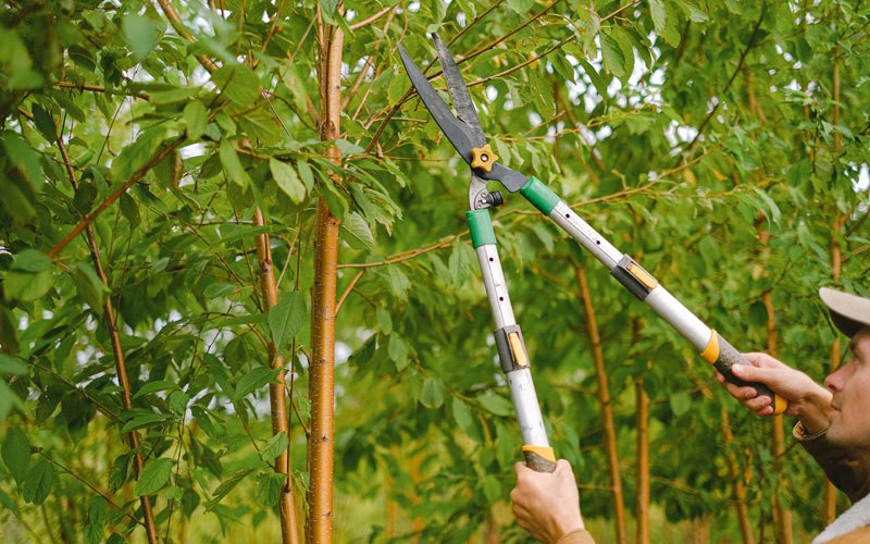 Tree trimming in Williamsville, IL