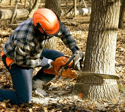 Tree Removal in Williamsville, IL